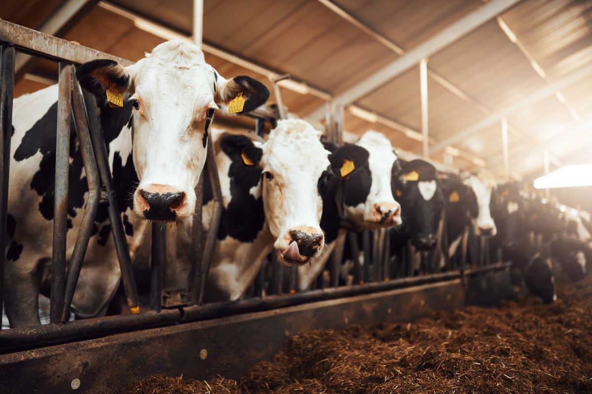 Herd of animals in an enclosure at the ranch