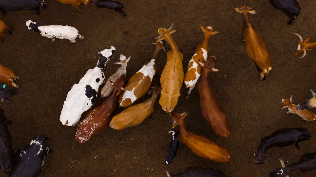Herd of longhorn cattle with varied colors on a dirt field