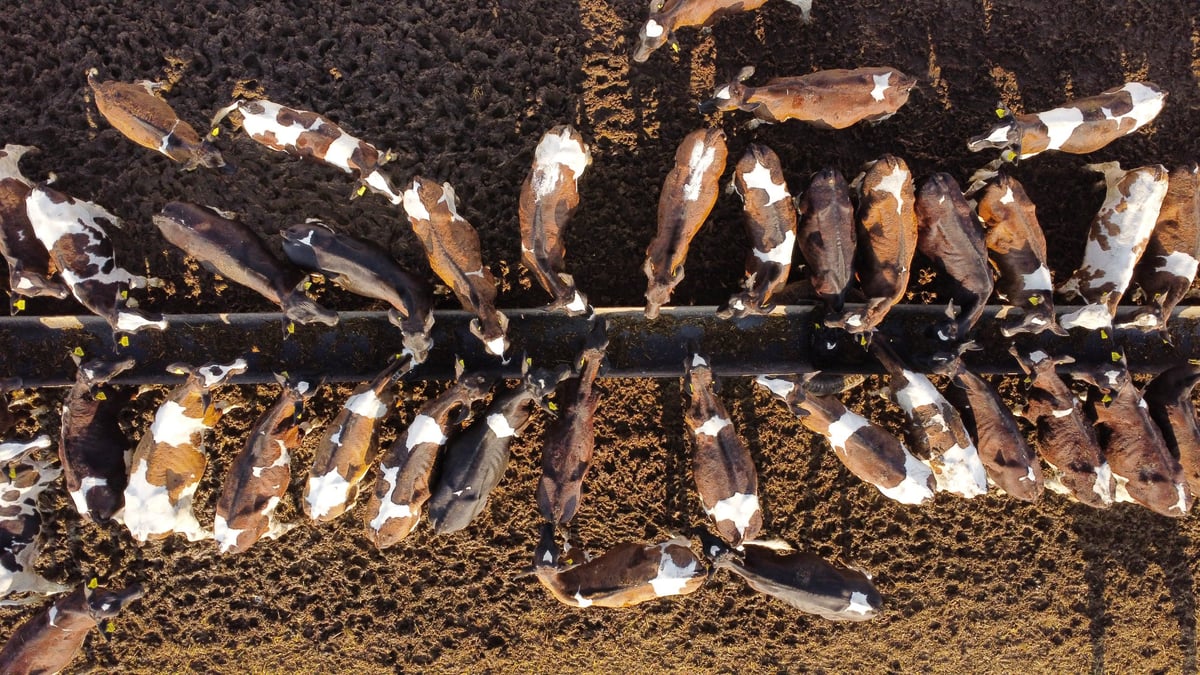 Cattle lined up along a feed trough in an outdoor pen