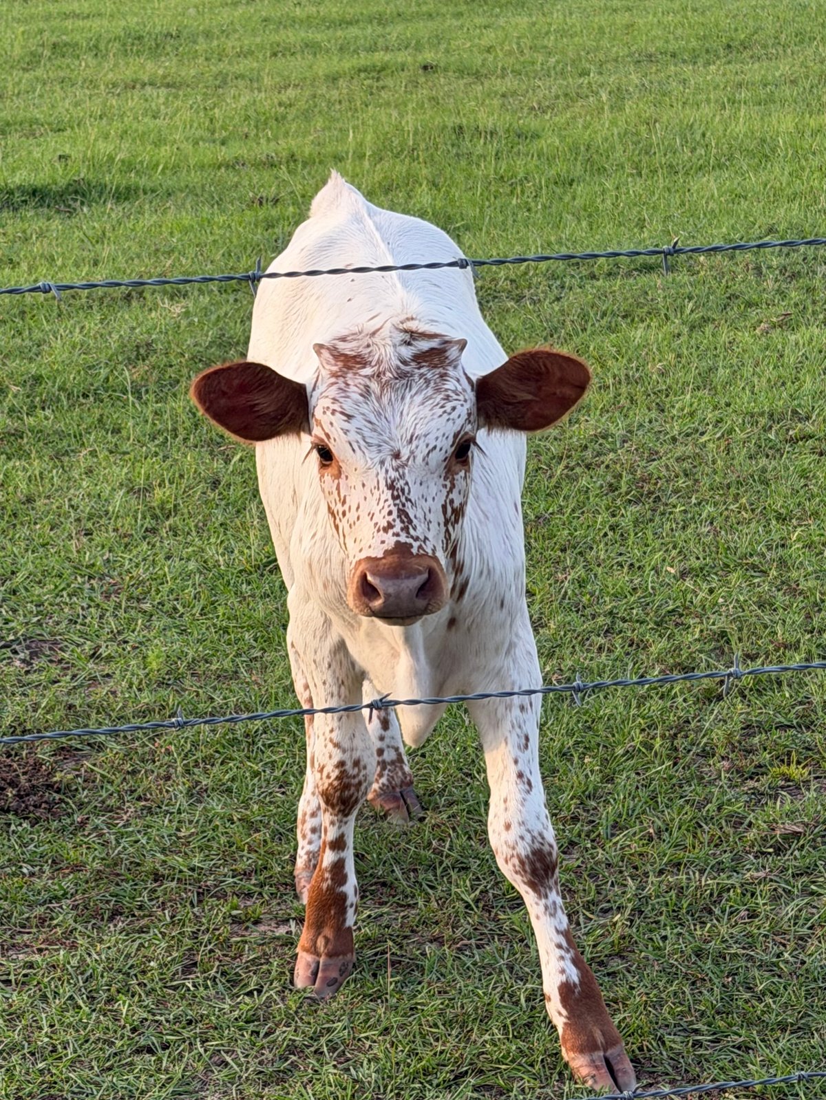 White and brown cow with cloth over head standing behind barbed wire fence in green pasture
